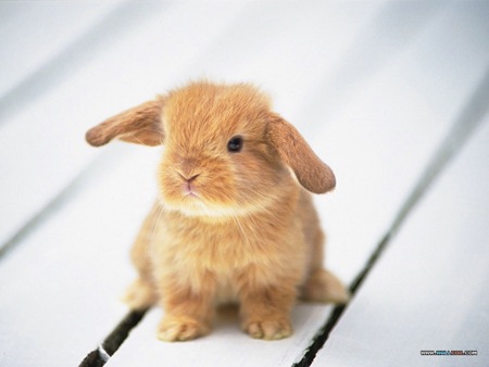 baby-bunny-cute-brown