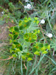 euphorbia