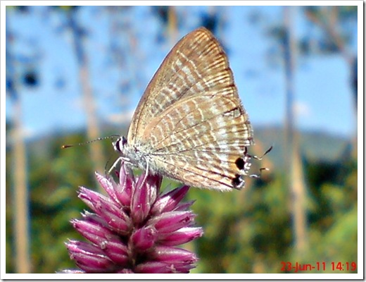 The Peablue, Pea Blue, or Long-tailed Blue (Lampides boeticus) 1