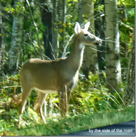 by the side of the road