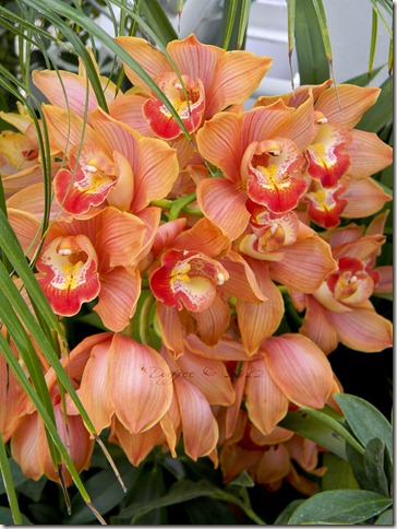 A Bunch of Orchids