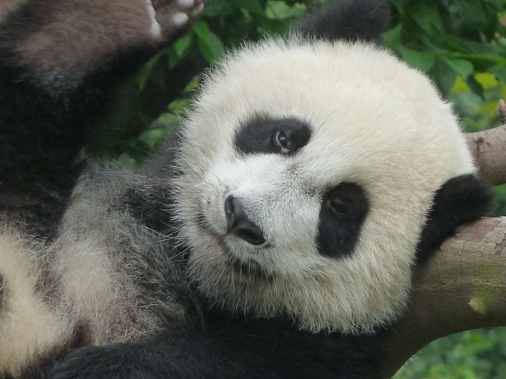 [China-Chengdu-Panda-July-2012-293.jpg]