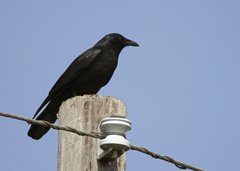 Fish Crow