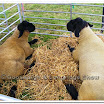 Sheep 013.jpg