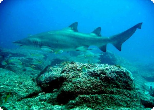 squalo_toro Carcharias taurus7 squalo_toro Carcharias taurus7