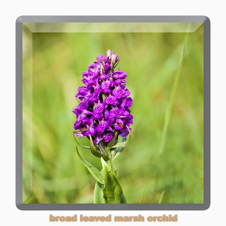 [orchid%255B4%255D.jpg]