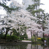 Cherry trees in Shimizudani Park