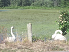 swans at edge of water1