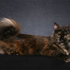RW SGC Cloistercoon Charlotte charlottefemale.jpg