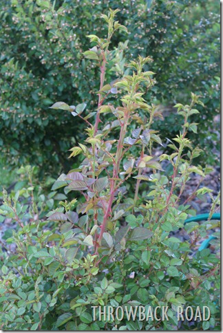rose bush 007