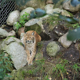 Ein Luchs. Stockholm - 3 Tag 350.jpg