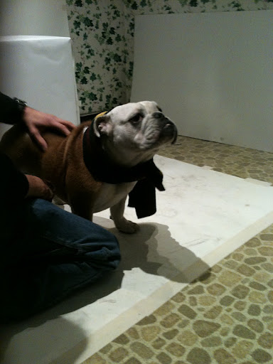 Model taking pre-shoot direction from Master photographer Phibbs.
(See animal details at link below blog post- The Humane Society of NY)