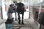 So Betsy, I see that horse vacuums are great grooming tools, as they allow you to quickly and easily remove dirt from the coat.  I've seen the Friesians rolling in their paddocks.  They must get quite muddy.