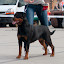 Rottweiler hodowla szczenięta Toro Negro -027.JPG
