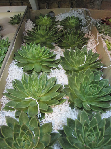 A lovely way to display these would be to lay them flat in a bowl for a simple centerpiece.