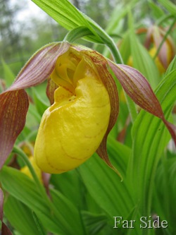 Yellow Lady Slipper in our Gardens
