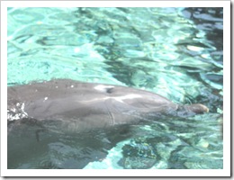 Florida vacation Epcot dolphin head