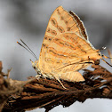 Common Shot Silverline