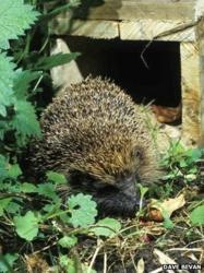 [gI_64910__57945047_hogcomingoutofhedgehoghouse_creditdavebevan%255B7%255D.jpg]