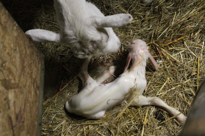 [aprilgoats13%2520025%255B4%255D.jpg]