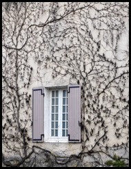 a vine on wall