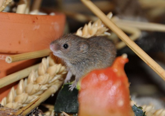 [Baby%2520Harvest%2520Mouse%2520on%2520fruit%2520-%2520Copy%255B11%255D.jpg]