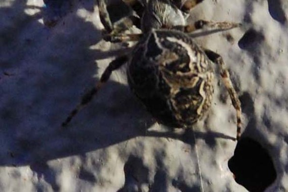 [Spider%2520Skull%2520Close%2520Up%255B2%255D.jpg]