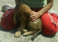 Thor (1)