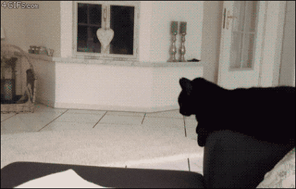 [26d2e0e3bdd611317427c939e0d14a60_dobroje_utro_kot_chjelovjek_361302%5B3%5D.gif]