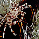 Zebra crab