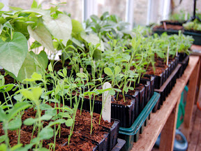 Rootrainers - in Greenhouse