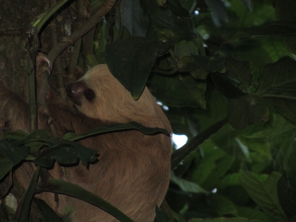 [Two%2520toed%2520sloth%255B3%255D.jpg]
