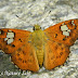 Hesperiidae%25252c%252520pseudocoladenia%252520dan%25252c%252520fulvous%252520pied%252520flat