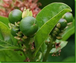 Combretum bracteosum 1 Combretum bracteosum 1