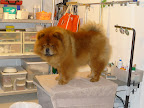 Our grooming table in the laundry room is very deluxe!