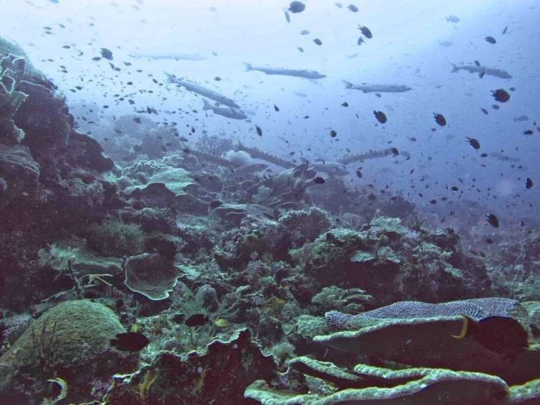 [reef-madness-2---small5.jpg]