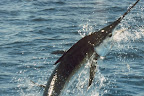 marlin-copy.jpg
