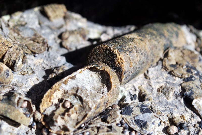 [1-DSC_0200%255B5%255D.jpg]