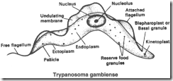 Trypanosoma_gambiense