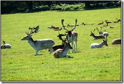 Bradgate Park D50  15-09-2012 10-18-52