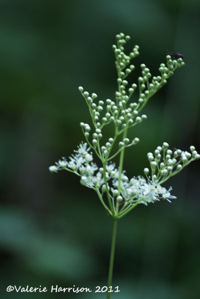 [12-meadowsweet%255B2%255D.jpg]