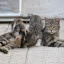 Our cats at home: Tarzan, Jane & Billie