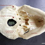 skull_foramen_magnum_labeled.JPG