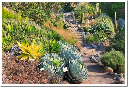 131230_UCBG_Agave-filifera- -parryi-huachucensis- -xylonacantha_005