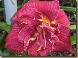 DoubleCranberryRuffles.TALBOTT DoubleCranberryRuffles.TALBOTT