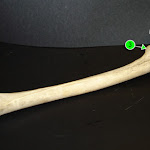 femur.jpg