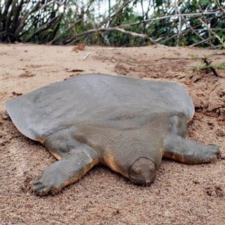 [5.CantorsGiantsoftshelledTurtlePeloc%255B1%255D.jpg]