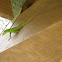 Emerald Anole