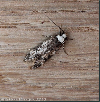 White-Shouldered-house-moth