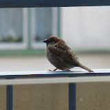 golab_04_09